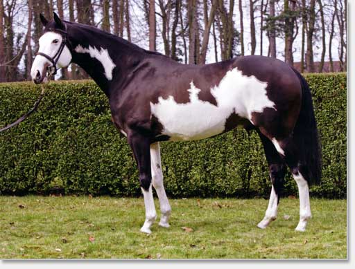 I Was Framed - Coloured Sire